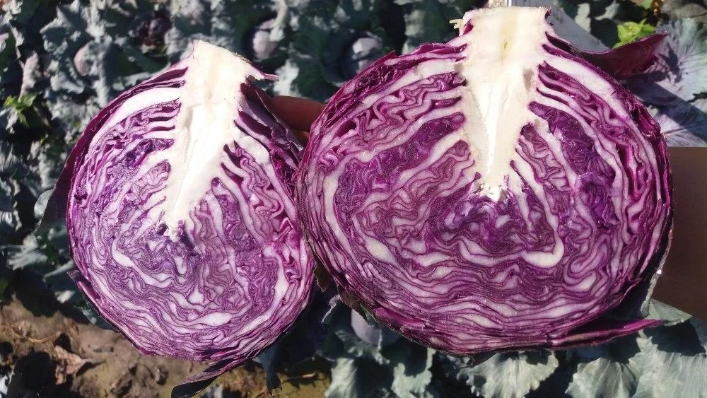 Капуста краснокочанная Red Dzhevel Капуста краснокочанная Red Dzhevel