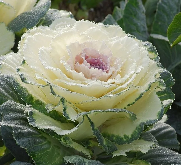 Капуста Декоративная Санрайз срезочная Капуста Декоративная Санрайз срезочная