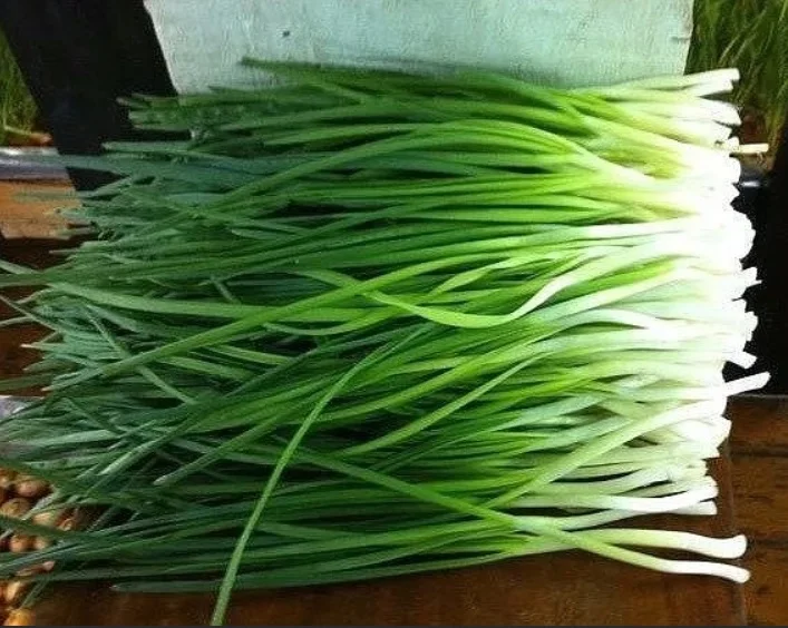 Лук  на зелень Шашлычный Лук  на зелень Шашлычный