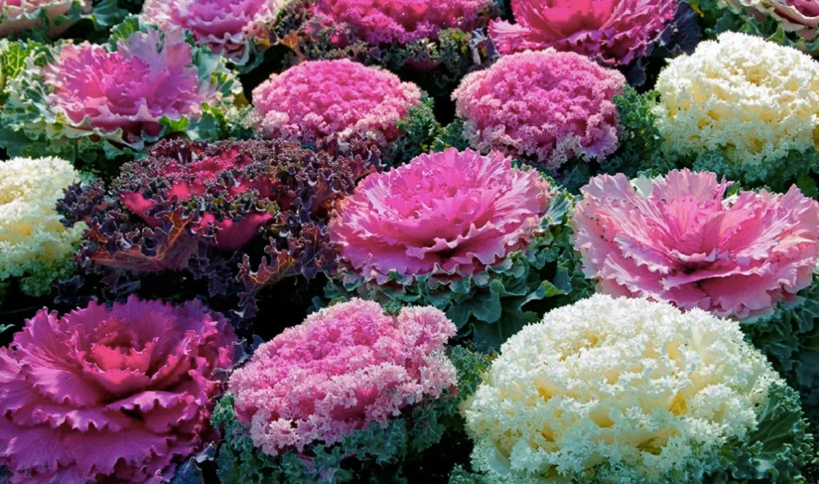 Капуста Декоративная Кай и Герда F1 Капуста Декоративная Кай и Герда F1