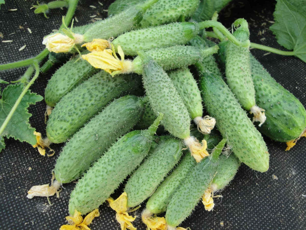 Огурец  Король рынка F1 Огурец  Король рынка F1