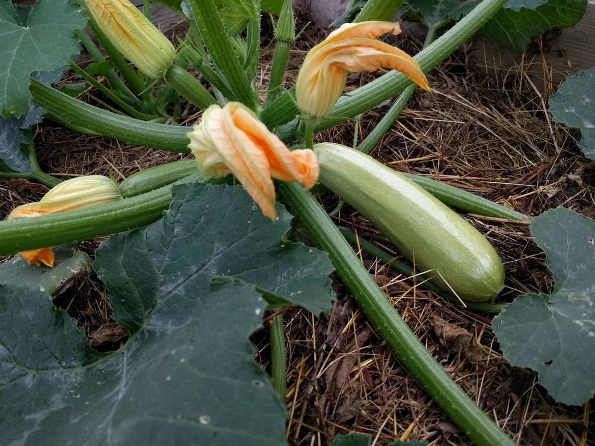 Кабачок Обыкновенный Грибовские Кабачок Обыкновенный Грибовские