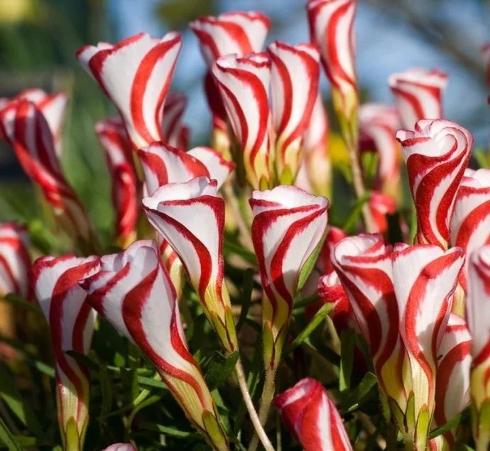 Кислица пестроцветная Кислица пестроцветная