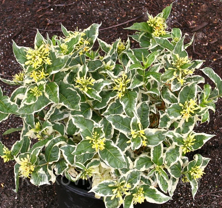 Диервилла сидячелистная Cool Splash Диервилла сидячелистная Cool Splash