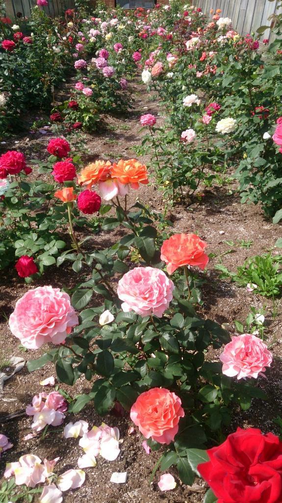 DSC_5079.jpg DSC_5079.jpg