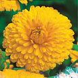Календула махровая Кэндимен еллоу