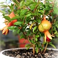 Гранат карликовый Нана Гранат карликовый Нана