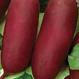 Свёкла столовая Багряный цилиндр Свёкла столовая Багряный цилиндр