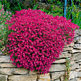 Аубриета (Обриета) дельтовидная Cascade Red Аубриета (Обриета) дельтовидная Cascade Red