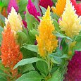 Целозия перистая Брайт Спаркс Формула Микс