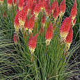 Книфофия (Тритома) ягодная Red Rocket Книфофия (Тритома) ягодная Red Rocket