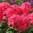 Флокс Метельчатый Фламенко Флокс Метельчатый Фламенко