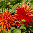 Георгина Полукактусовая Страйпт Вулкан