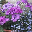 Петуния махровая многоцветковая Дуо лавендер