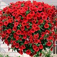 Петуния ампельная Опера Красная