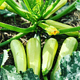 Кабачок Камили F1 Кабачок Камили F1