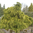 Кипарисовик горохоплодный Filifera Aurea Nana