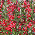 Пенстемон бородатый Твизл Скарлет Пенстемон бородатый Твизл Скарлет