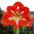 Амариллис простой Минерва Амариллис простой Минерва