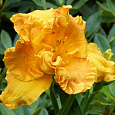 Лилейник гибридный Orange Nassau