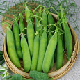 Горох овощной Алтайский изумруд Горох овощной Алтайский изумруд