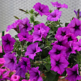 Петуния ампельная F1 Изи Вейв	Виолет
