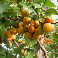 Абрикос обыкновенный Лель