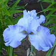 Ирис карликовый Бей Раффлз