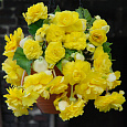 Бегония ампельная Йеллоу