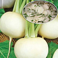 Редька Зимняя круглая белая Редька Зимняя круглая белая