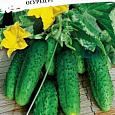 Огурец  Чемпион F1 Огурец  Чемпион F1