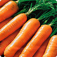Морковь  Миникор Морковь  Миникор