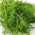 Укроп Аллигатор Укроп Аллигатор