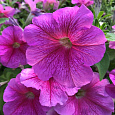 Петуния грандифлора Игл Пинк Вейн
