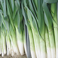 Лук порей Коламбус Лук порей Коламбус
