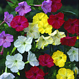 Мирабилис ялапа Смесь окрасок Мирабилис ялапа Смесь окрасок