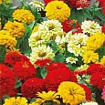 Цинния изящная Фортуна
