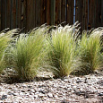 Ковыль тончайший Pony Tail