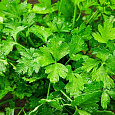 Петрушка Обыкновенная листовая Петрушка Обыкновенная листовая