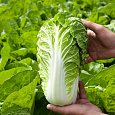 Капуста Пекинская F1 Ника Капуста Пекинская F1 Ника