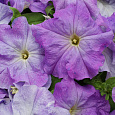 Петуния грандифлора Лимбо Джи Пи	Скай Блю