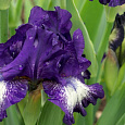 Ирис бородатый Гилвей