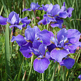 Ирис сибирский Silver Edge
