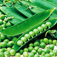 Горох Овощной Юрга Горох Овощной Юрга