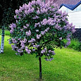 Сирень обыкновенная Небо Москвы на штамбе