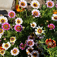 Хризантема килеватая Смесь окрасок