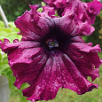 Петуния бахромчатая Эспрессо Фраппе Руби