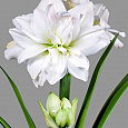 Амариллис махровый Арктик Нимф Амариллис махровый Арктик Нимф