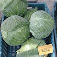 Капуста Белокочанная Ринда f1 Капуста Белокочанная Ринда f1