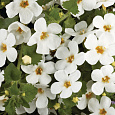 Бакопа раскидистая Gulliver Compact White
